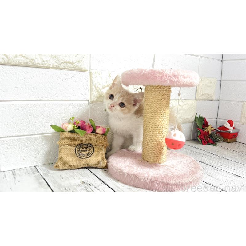 販売中の埼玉県のブリティッシュショートヘア-132789の2枚目