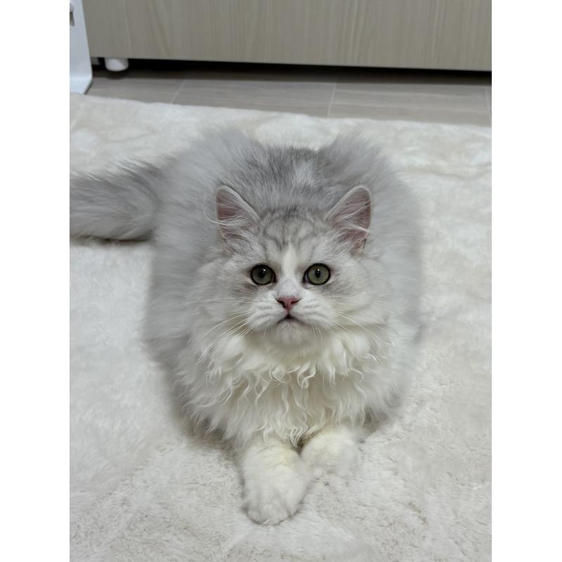 販売中の東京都のミヌエット-126331の4枚目