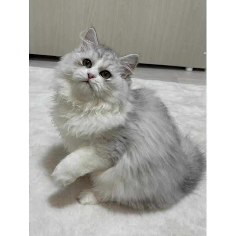 販売中の東京都のミヌエット-126331の2枚目