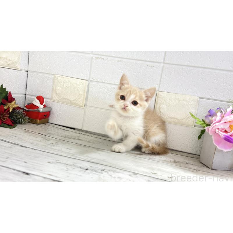 販売中の埼玉県のブリティッシュショートヘア-132790の1枚目