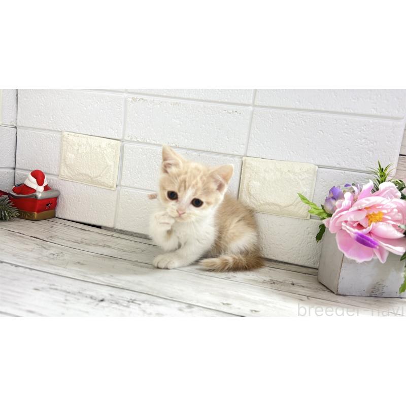 販売中の埼玉県のブリティッシュショートヘア-132790の11枚目