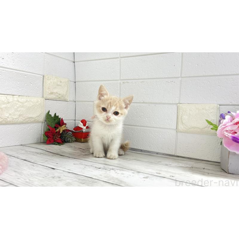 販売中の埼玉県のブリティッシュショートヘア-132790の10枚目