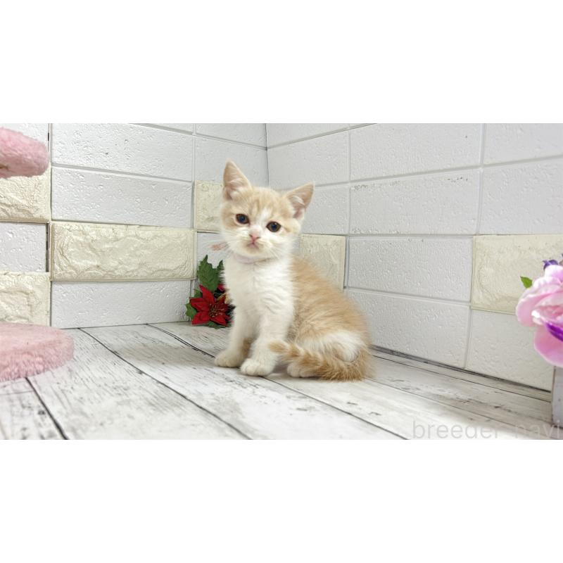 販売中の埼玉県のブリティッシュショートヘア-132790の9枚目