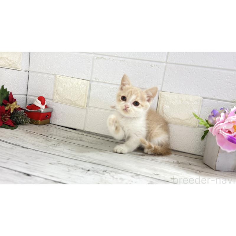 販売中の埼玉県のブリティッシュショートヘア-132790の8枚目