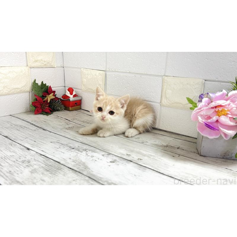 販売中の埼玉県のブリティッシュショートヘア-132790の7枚目