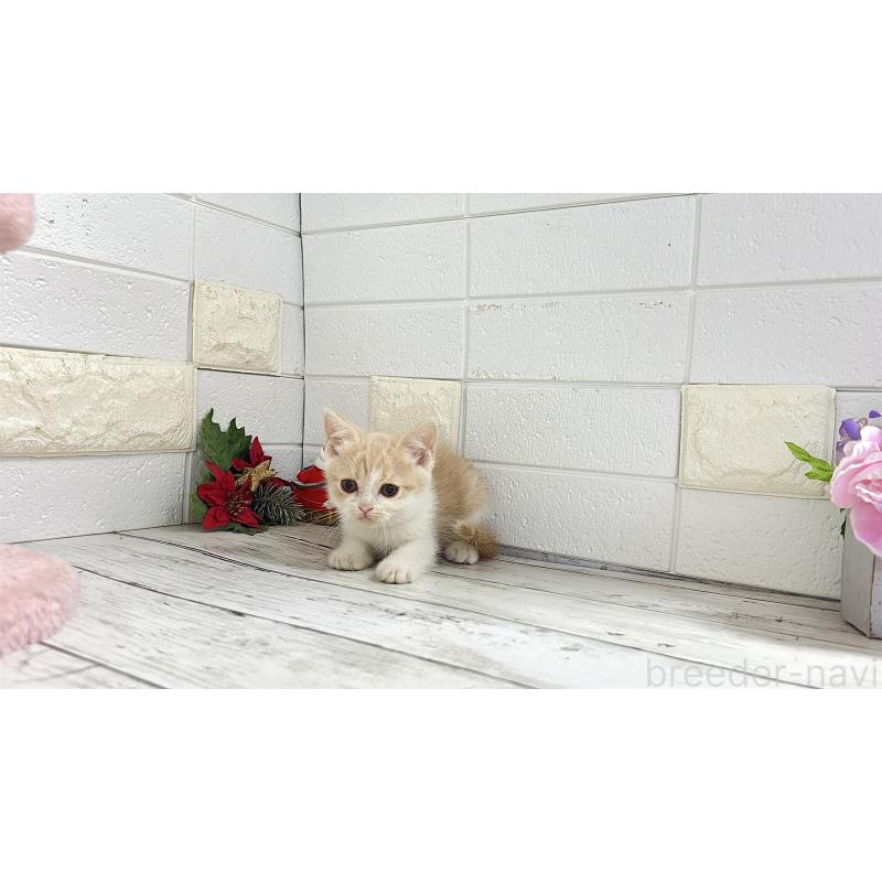 販売中の埼玉県のブリティッシュショートヘア-132790の6枚目