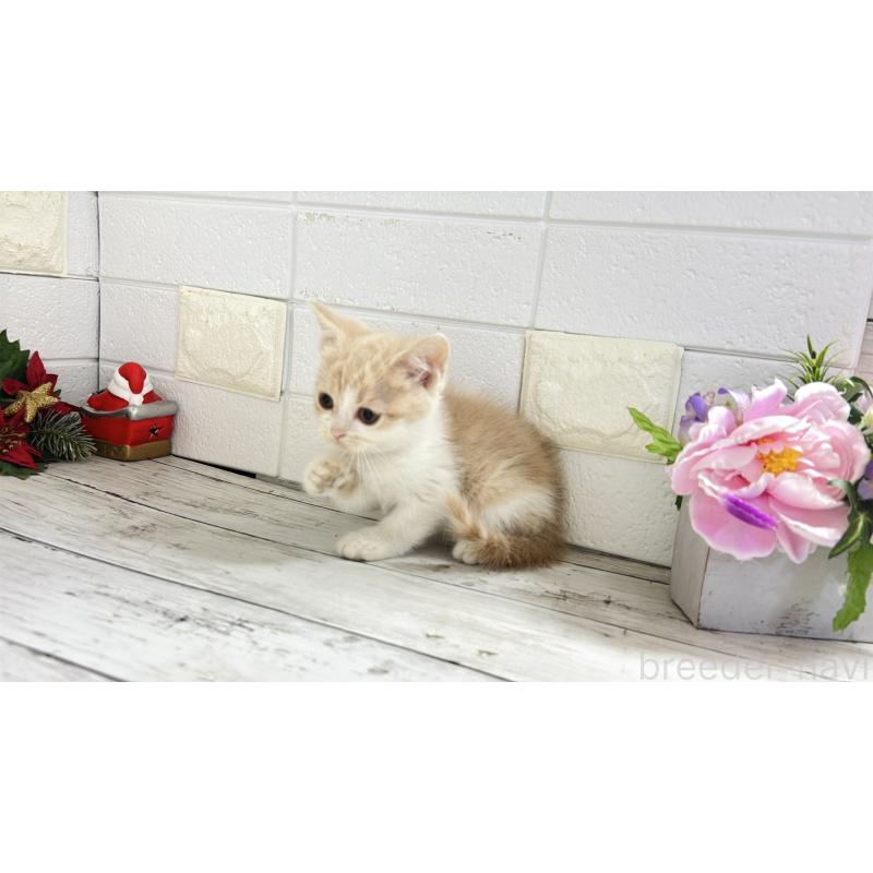 販売中の埼玉県のブリティッシュショートヘア-132790の5枚目