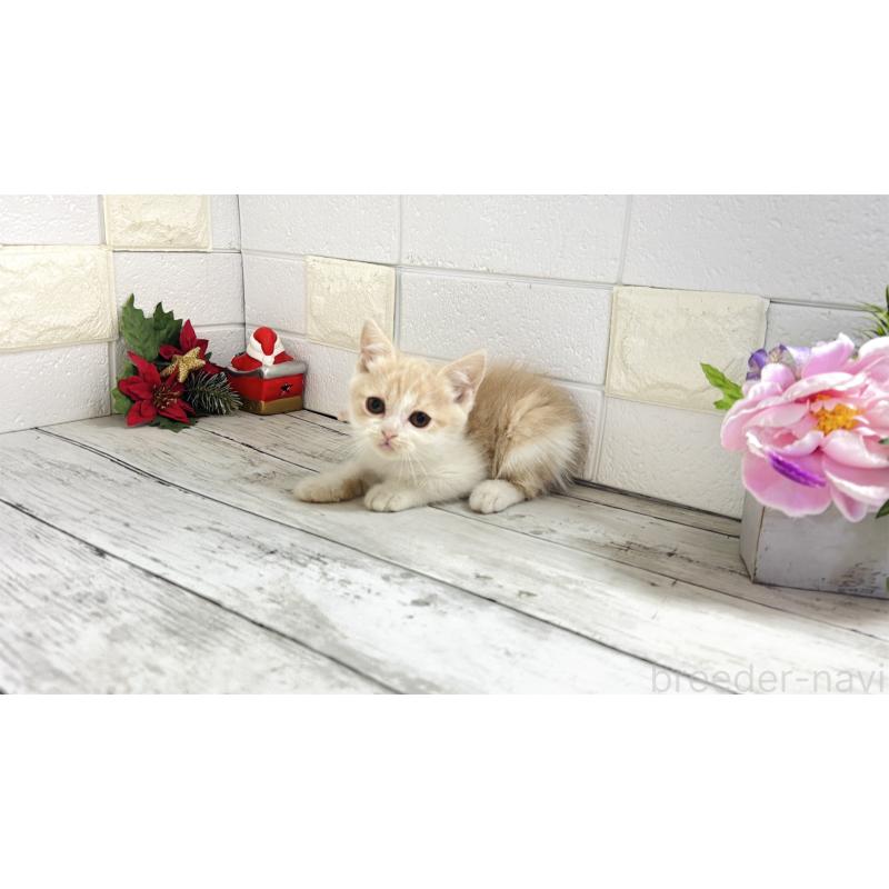 販売中の埼玉県のブリティッシュショートヘア-132790の4枚目