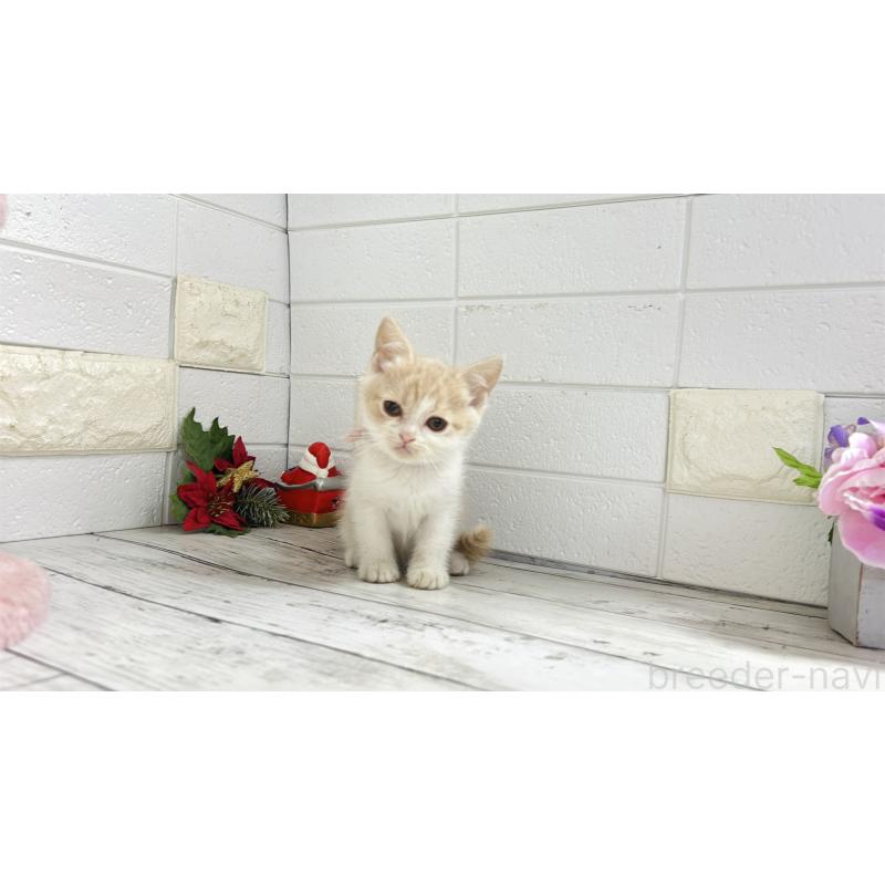 販売中の埼玉県のブリティッシュショートヘア-132790の3枚目