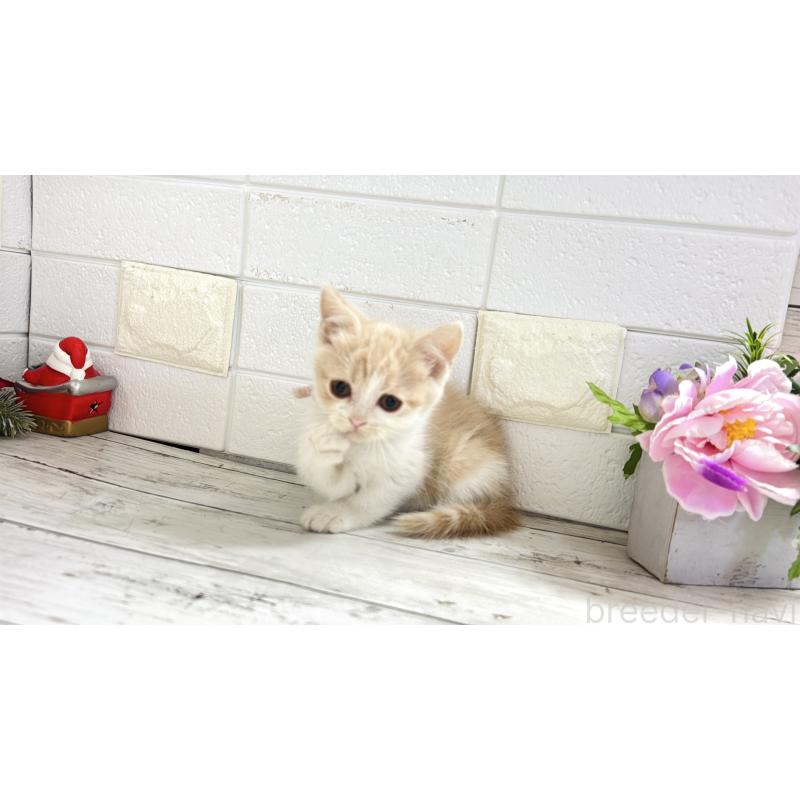 販売中の埼玉県のブリティッシュショートヘア-132790の2枚目