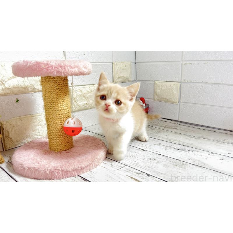 販売中の埼玉県のブリティッシュショートヘア-132791