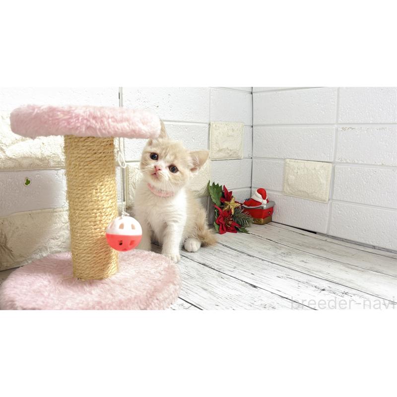 販売中の埼玉県のブリティッシュショートヘア-132791の11枚目