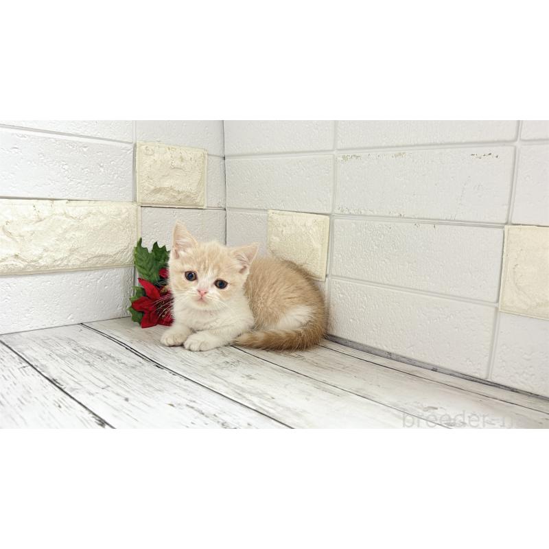 販売中の埼玉県のブリティッシュショートヘア-132791の10枚目