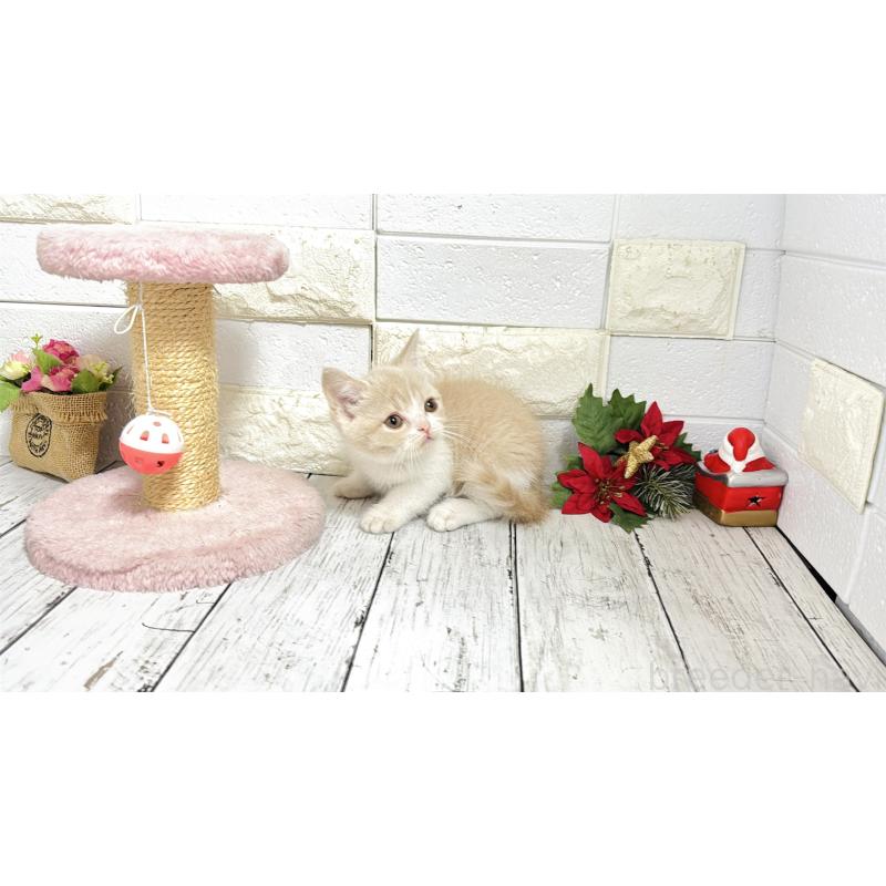 販売中の埼玉県のブリティッシュショートヘア-132791の9枚目