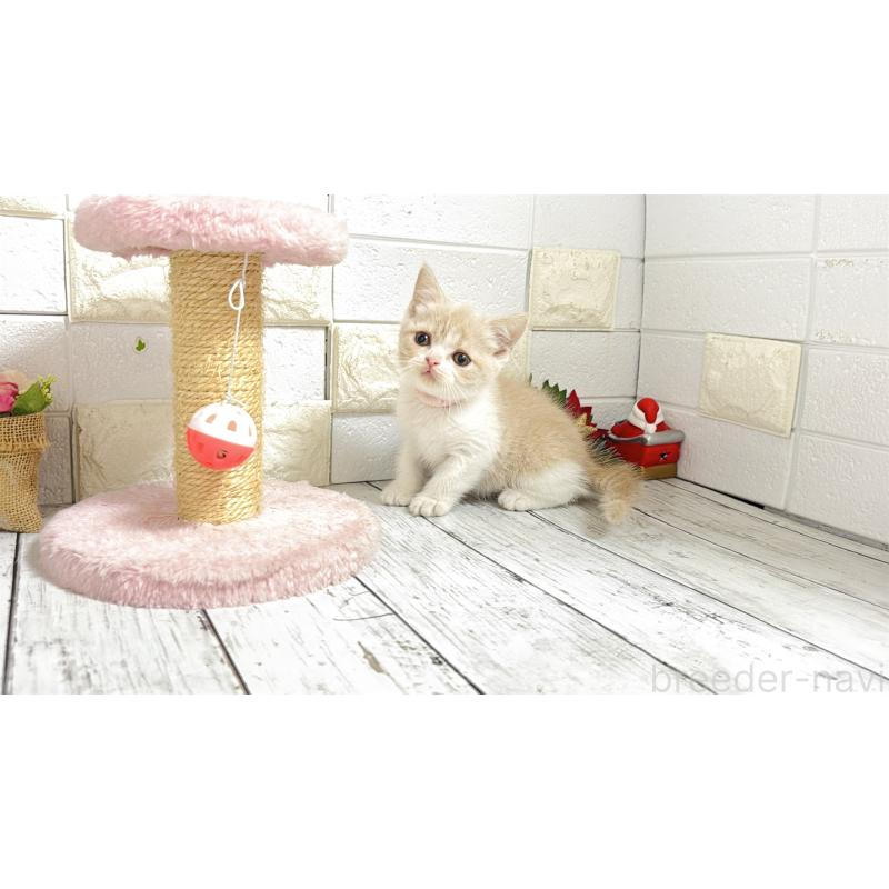 販売中の埼玉県のブリティッシュショートヘア-132791の8枚目