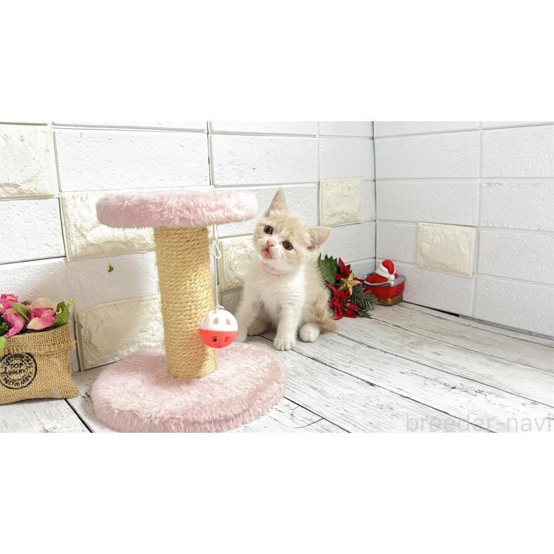 販売中の埼玉県のブリティッシュショートヘア-132791の6枚目