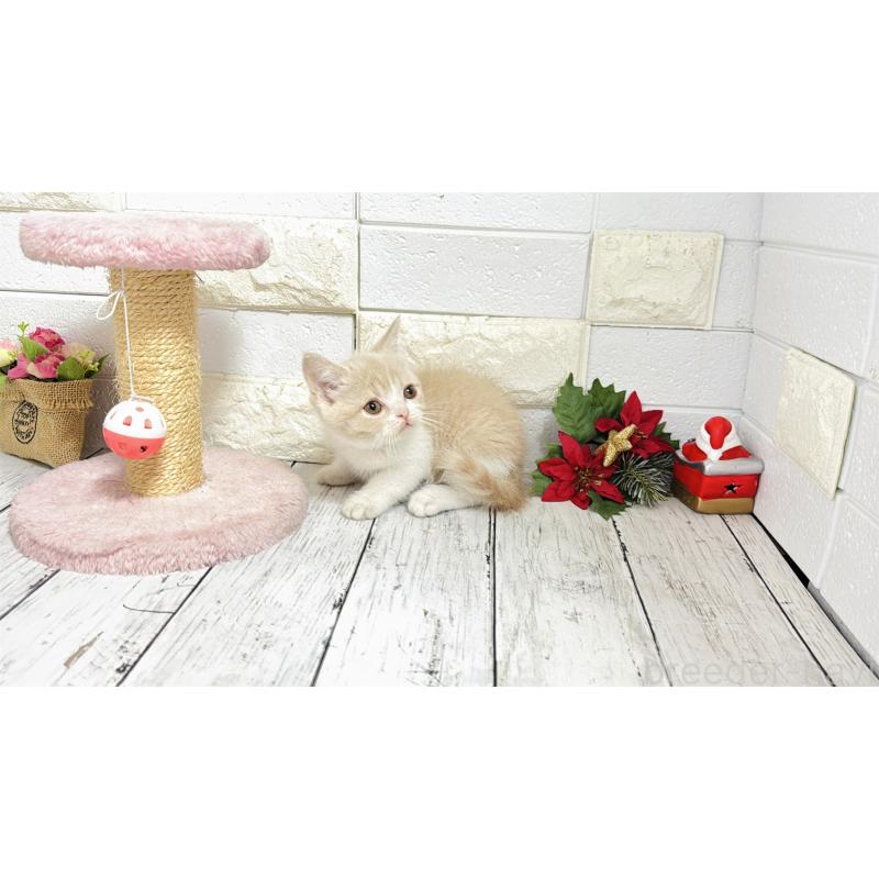 販売中の埼玉県のブリティッシュショートヘア-132791の5枚目