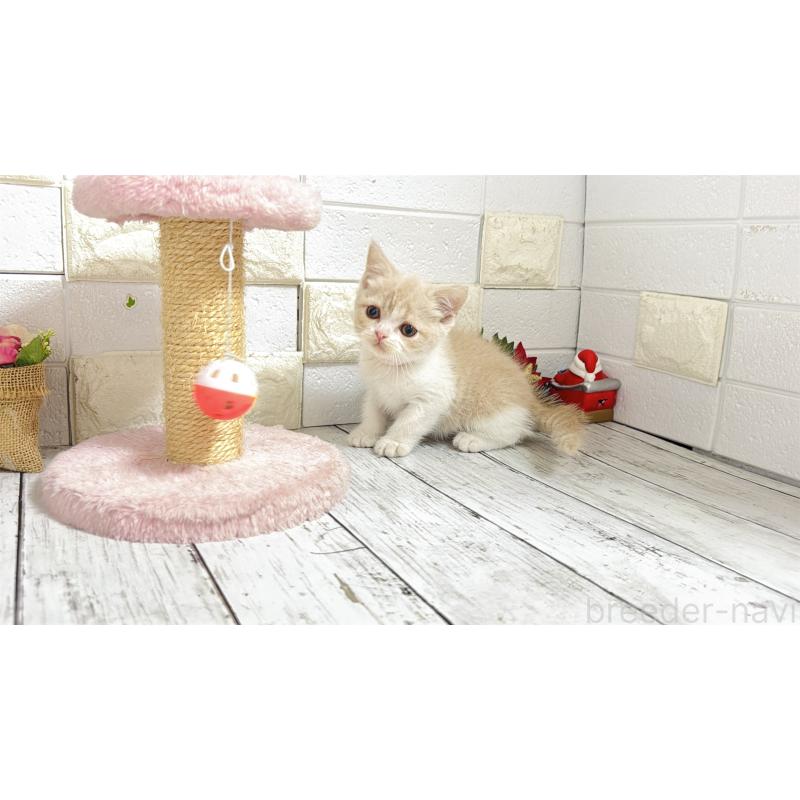 販売中の埼玉県のブリティッシュショートヘア-132791の4枚目