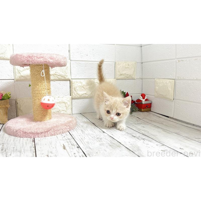 販売中の埼玉県のブリティッシュショートヘア-132791の3枚目