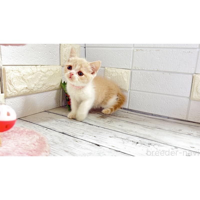 販売中の埼玉県のブリティッシュショートヘア-132791の2枚目