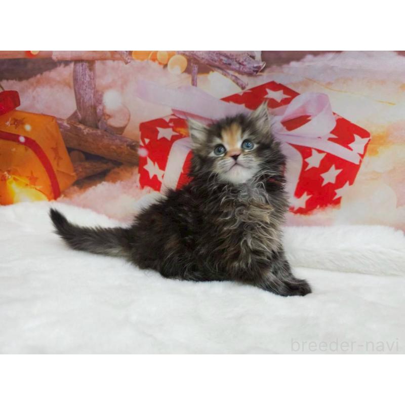 成約済の埼玉県のサイベリアン-132161の2枚目