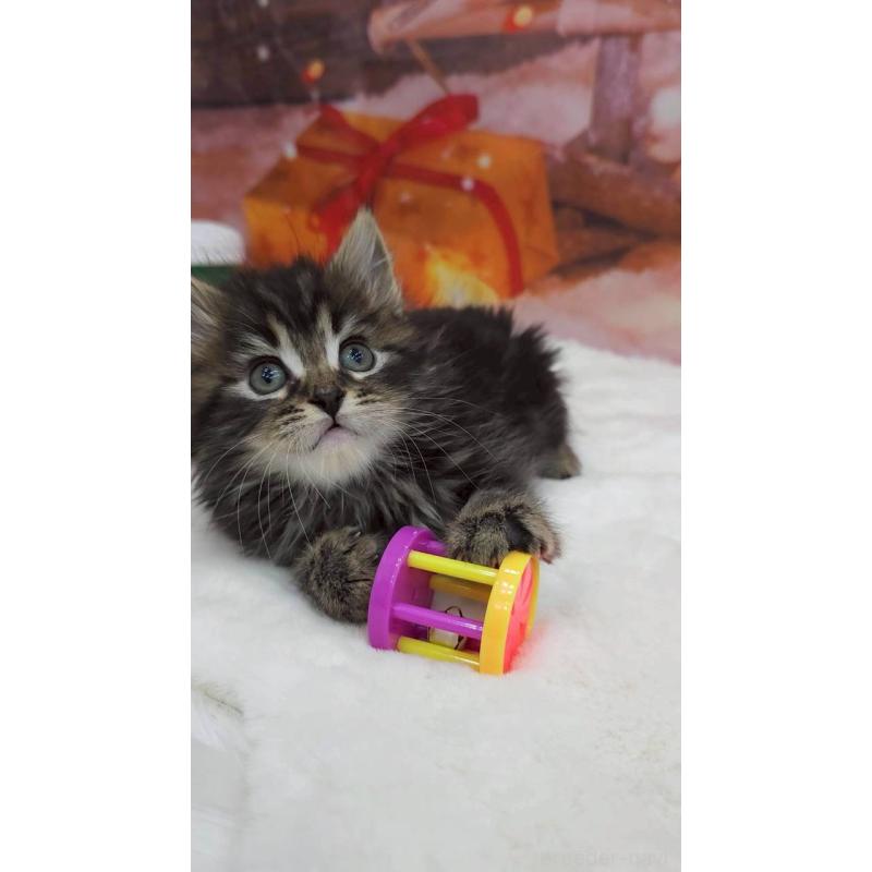 成約済の埼玉県のサイベリアン-132160の2枚目