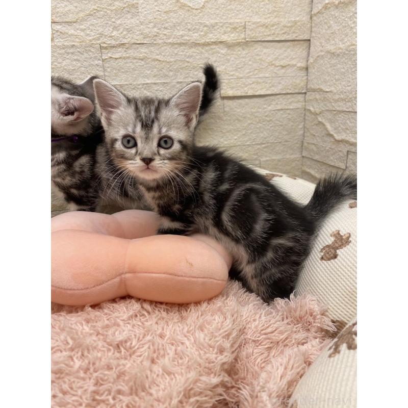 販売中の埼玉県のアメリカンショートヘア-132792の11枚目