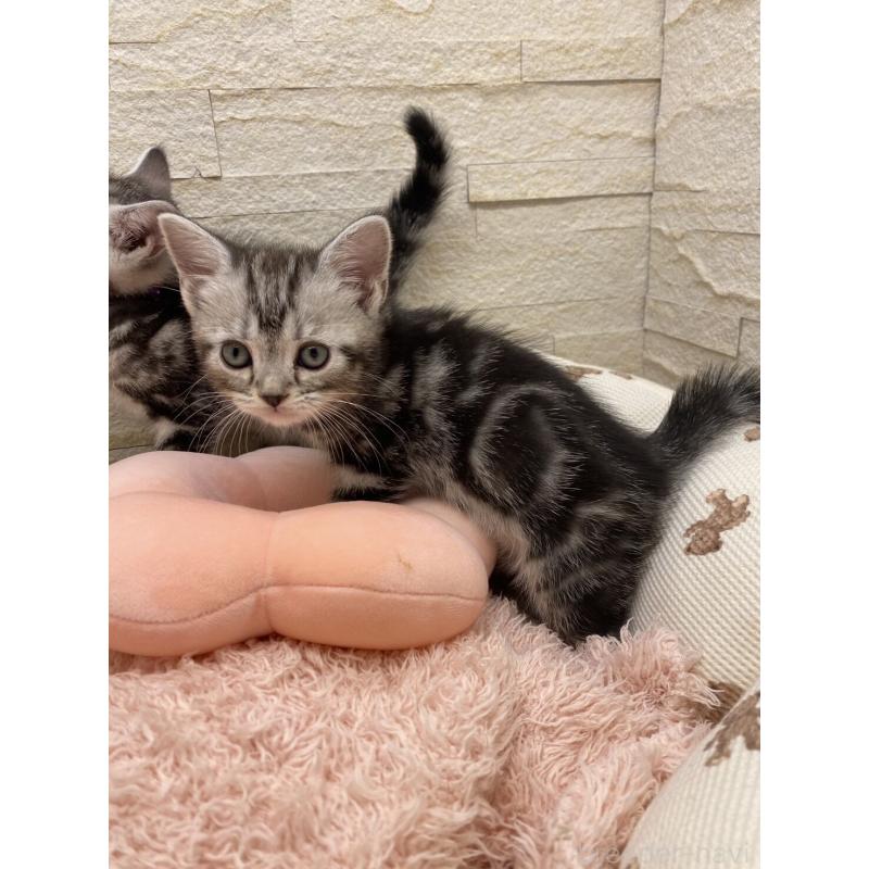 販売中の埼玉県のアメリカンショートヘア-132792の10枚目