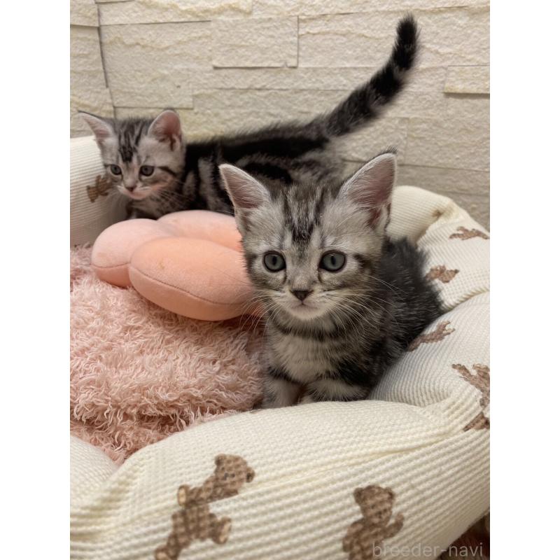 販売中の埼玉県のアメリカンショートヘア-132792の9枚目