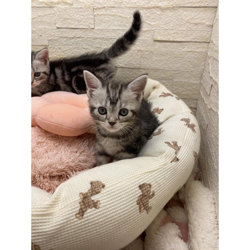 販売中の埼玉県のアメリカンショートヘア-132792の8枚目