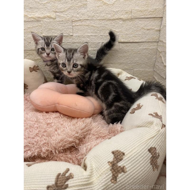 販売中の埼玉県のアメリカンショートヘア-132792の7枚目