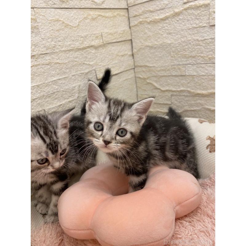 販売中の埼玉県のアメリカンショートヘア-132792の6枚目