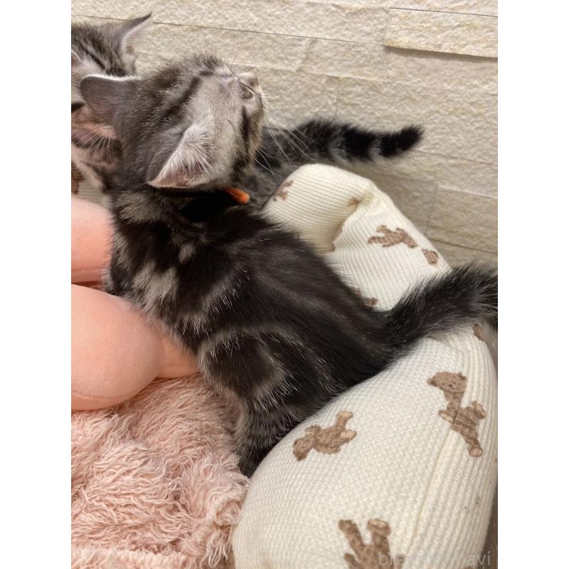 販売中の埼玉県のアメリカンショートヘア-132792の5枚目