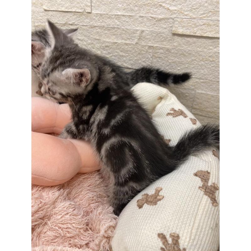 販売中の埼玉県のアメリカンショートヘア-132792の4枚目