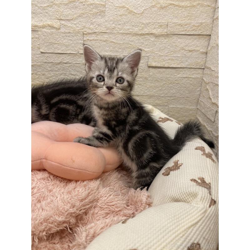 販売中の埼玉県のアメリカンショートヘア-132792の3枚目