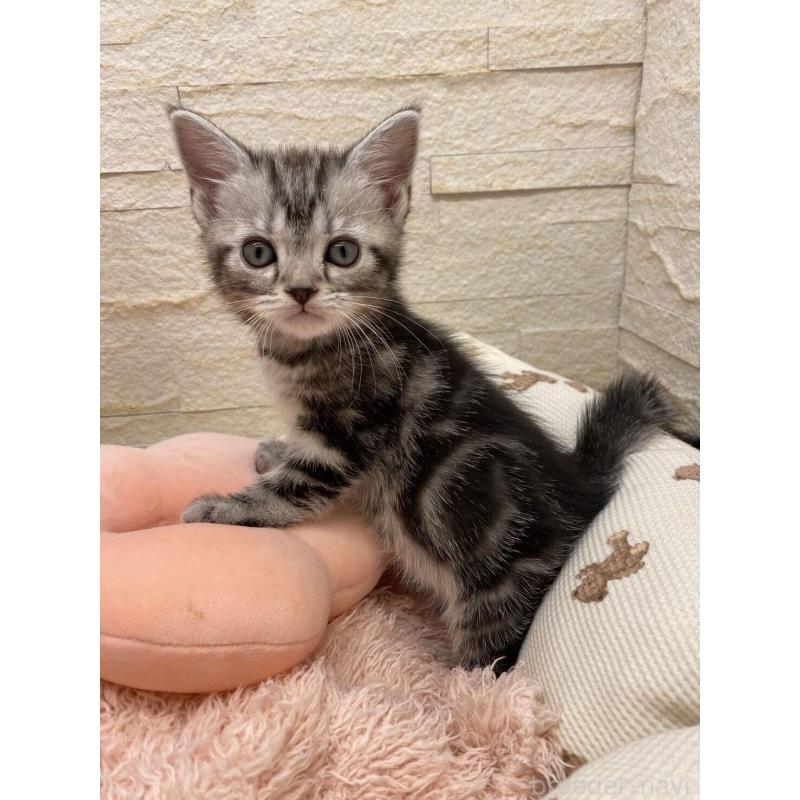 販売中の埼玉県のアメリカンショートヘア-132792の2枚目