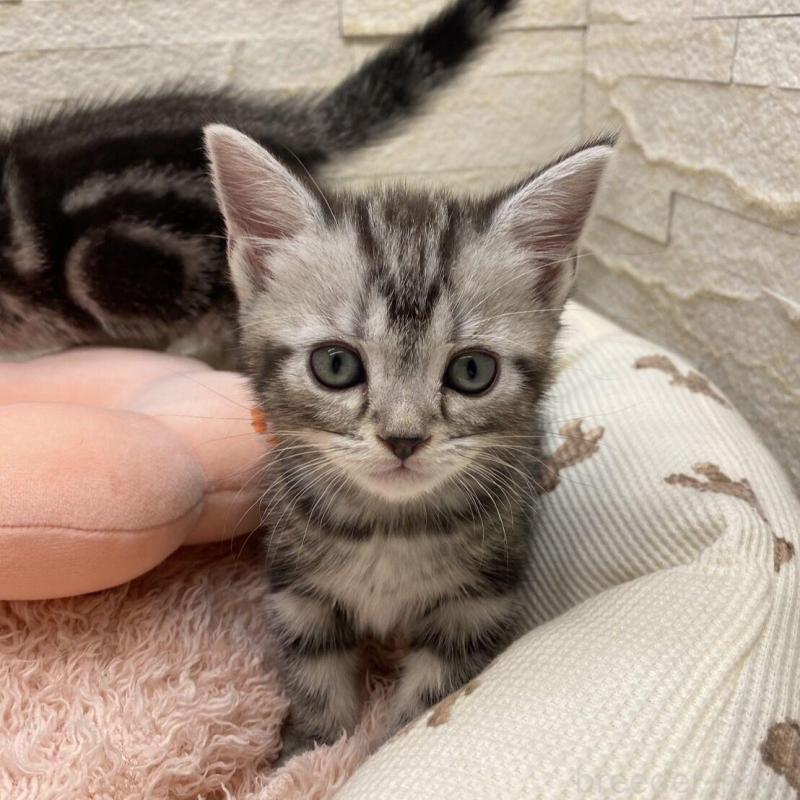 販売中の埼玉県のアメリカンショートヘア-132792