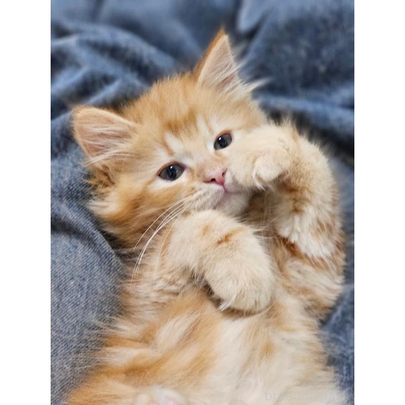 成約済の埼玉県のサイベリアン-129321の4枚目