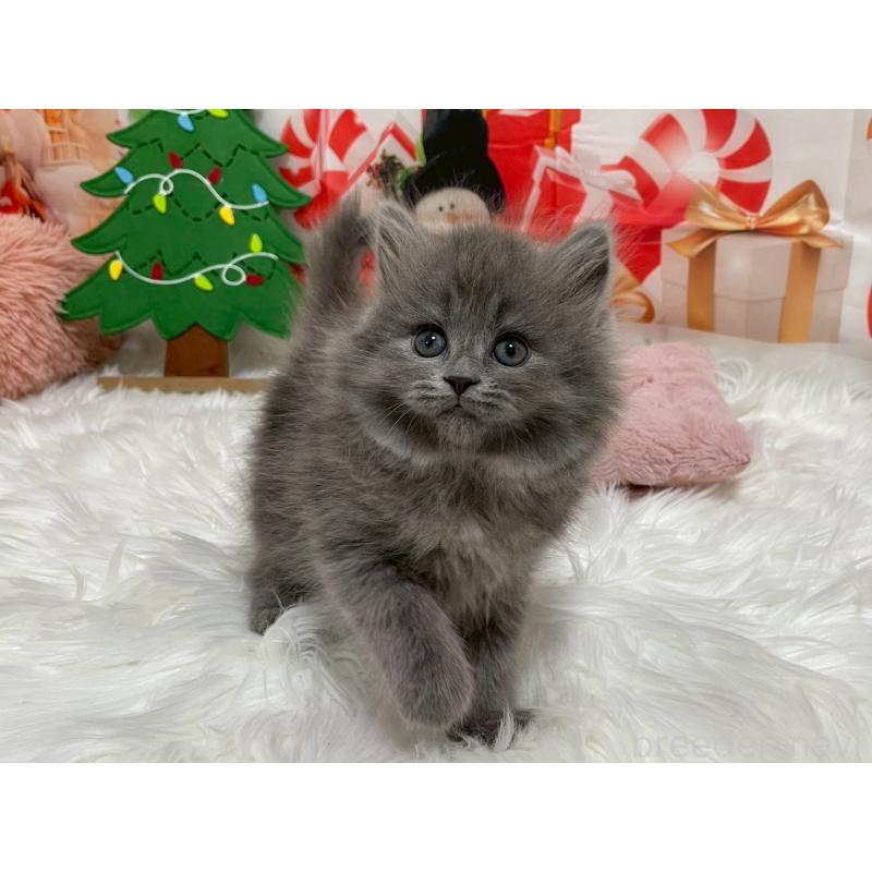 販売中の埼玉県のサイベリアン-129323の2枚目