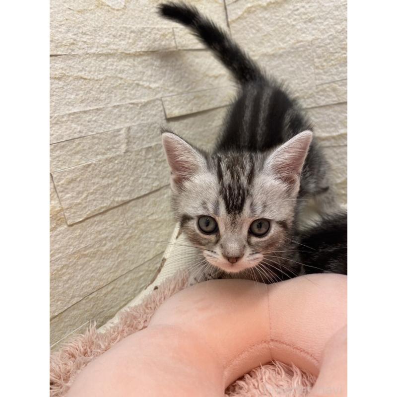 販売中の埼玉県のアメリカンショートヘア-132793の9枚目