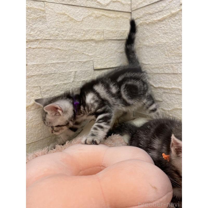 販売中の埼玉県のアメリカンショートヘア-132793の8枚目