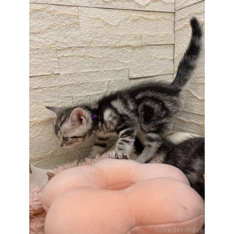 販売中の埼玉県のアメリカンショートヘア-132793の7枚目