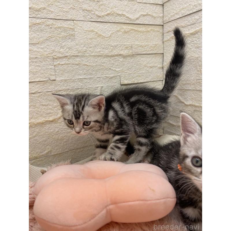 販売中の埼玉県のアメリカンショートヘア-132793の6枚目