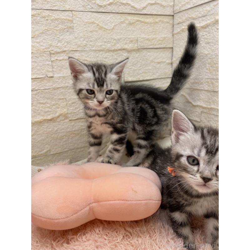 販売中の埼玉県のアメリカンショートヘア-132793の5枚目