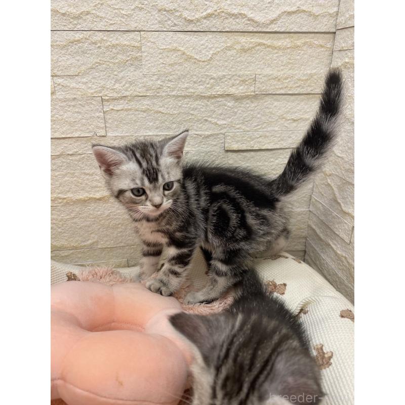 販売中の埼玉県のアメリカンショートヘア-132793の4枚目