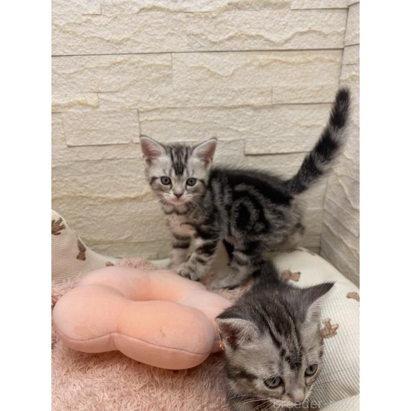 販売中の埼玉県のアメリカンショートヘア-132793の3枚目