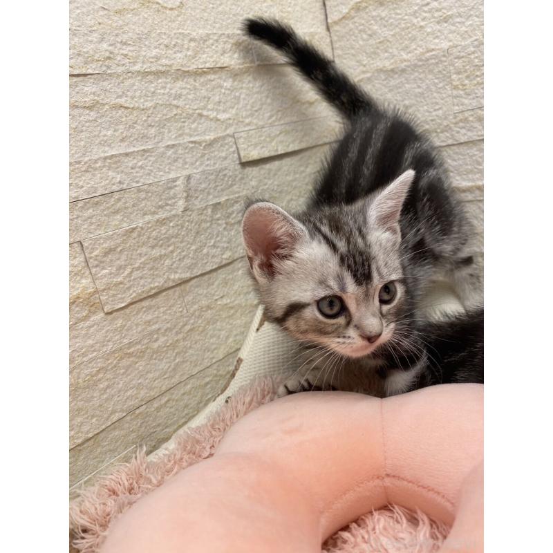 販売中の埼玉県のアメリカンショートヘア-132793の2枚目