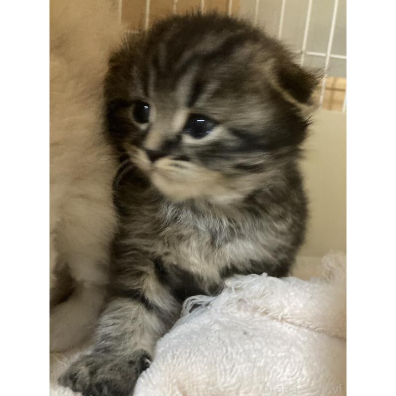 販売中の三重県のスコティッシュフォールド(折れ耳)-132794の8枚目