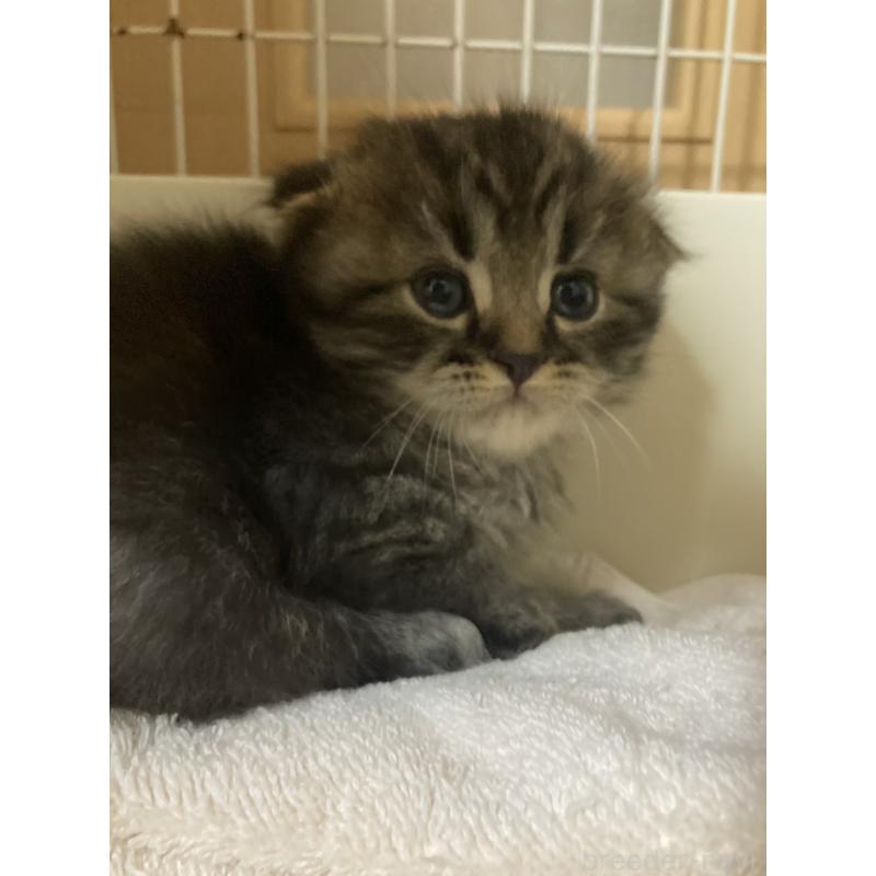 販売中の三重県のスコティッシュフォールド(折れ耳)-132794の7枚目