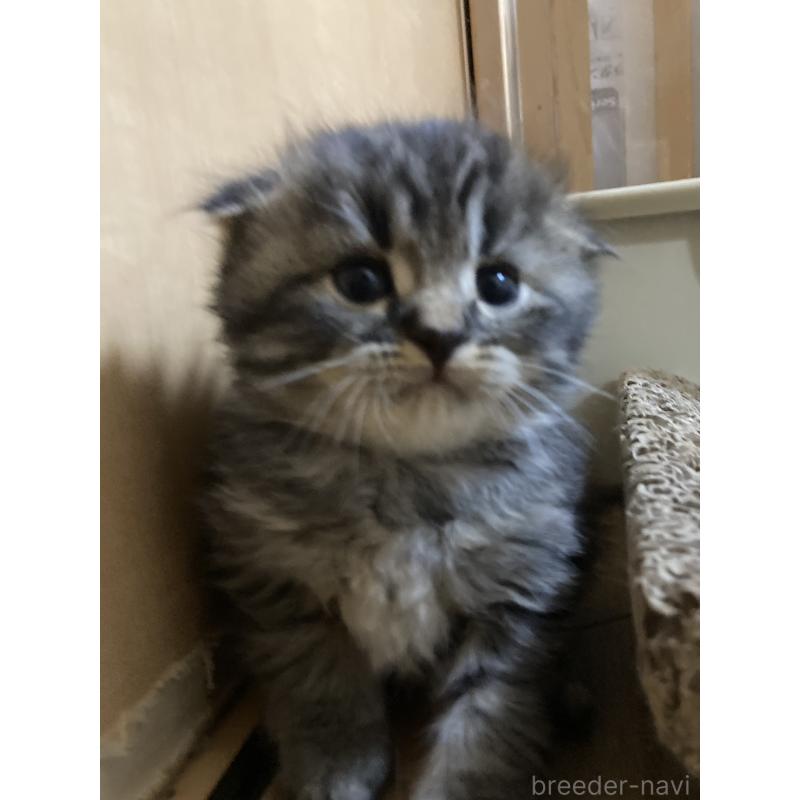 販売中の三重県のスコティッシュフォールド(折れ耳)-132794の6枚目